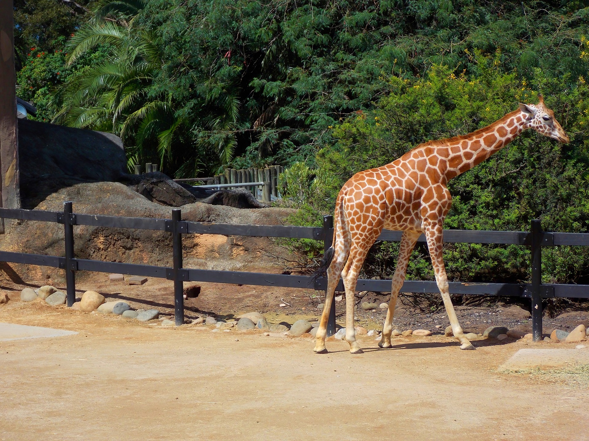 Animal Giraffe HD Wallpaper | Background Image