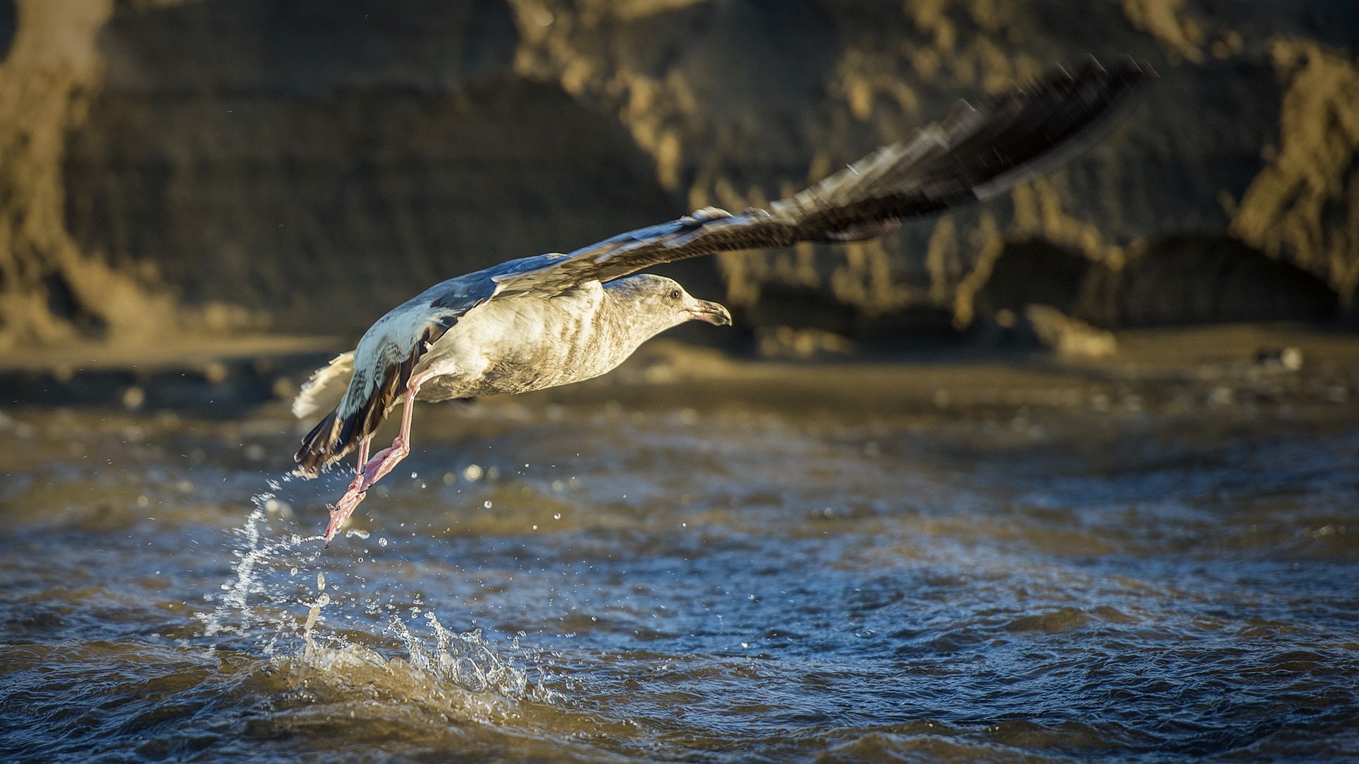HD PC desktop wallpaper featuring a seagull in mid-flight above water with rock formations in the background.