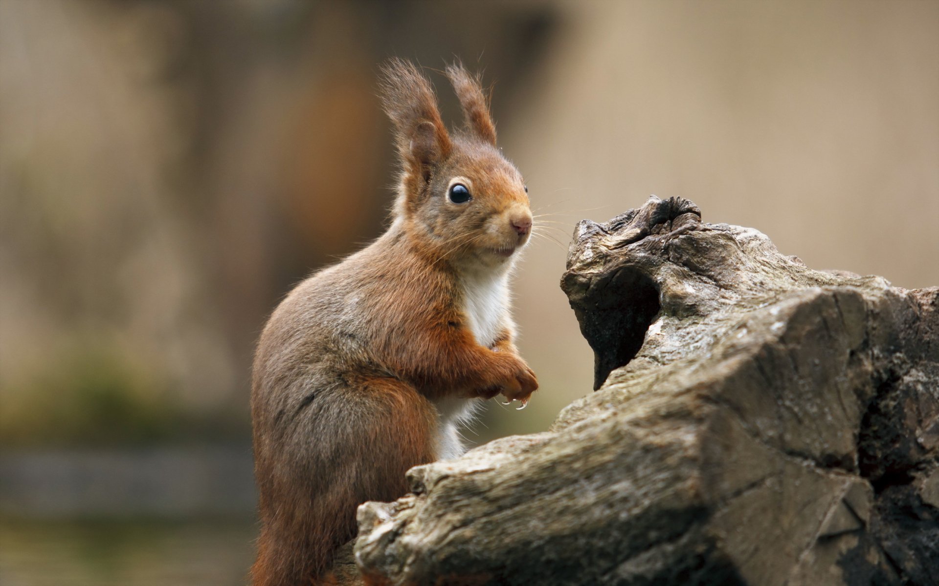 HD PC desktop wallpaper featuring a close-up of a red squirrel perched on a weathered tree branch with a softly blurred natural background.