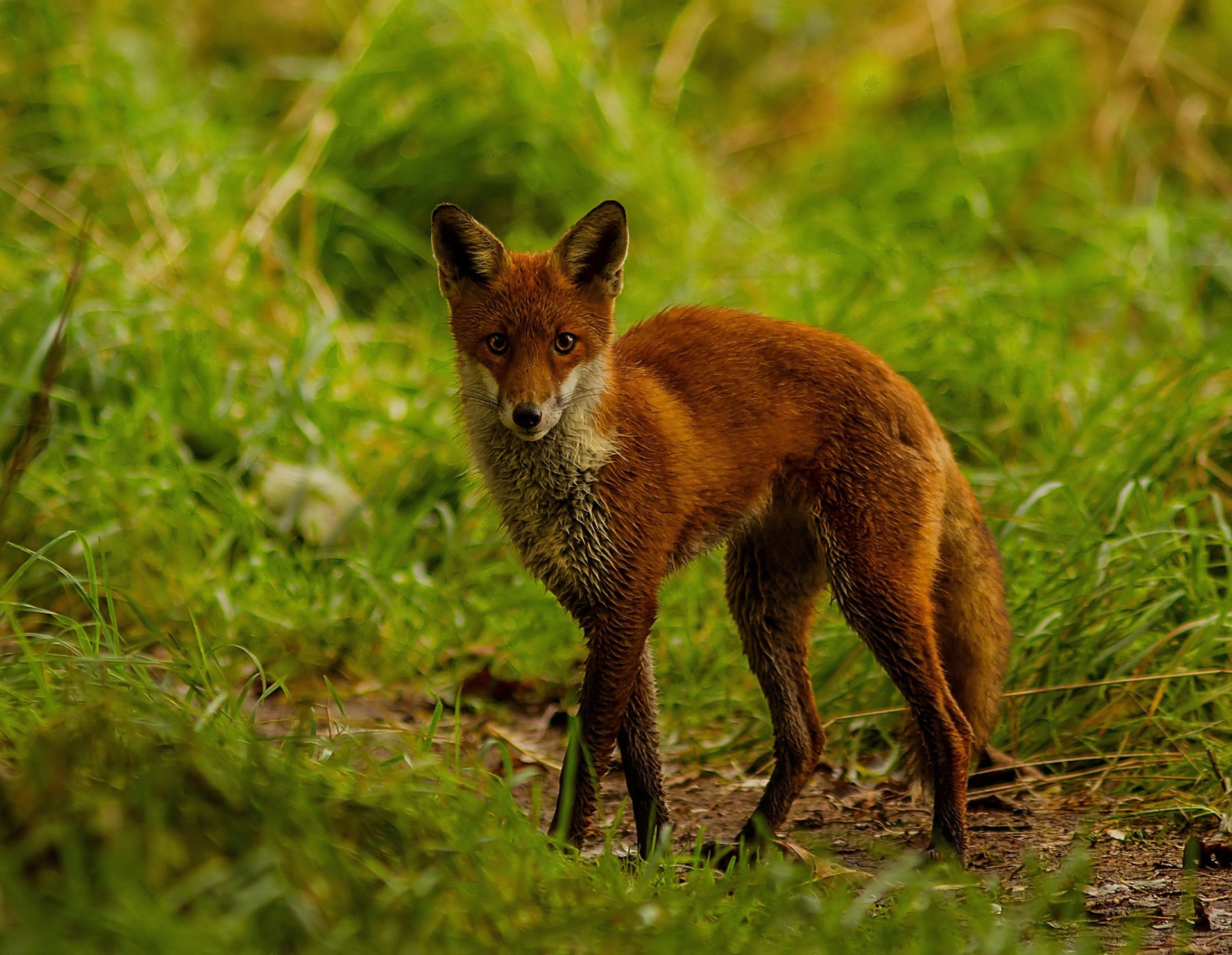 HD PC desktop wallpaper featuring a red fox standing alert in a lush green grassy area.