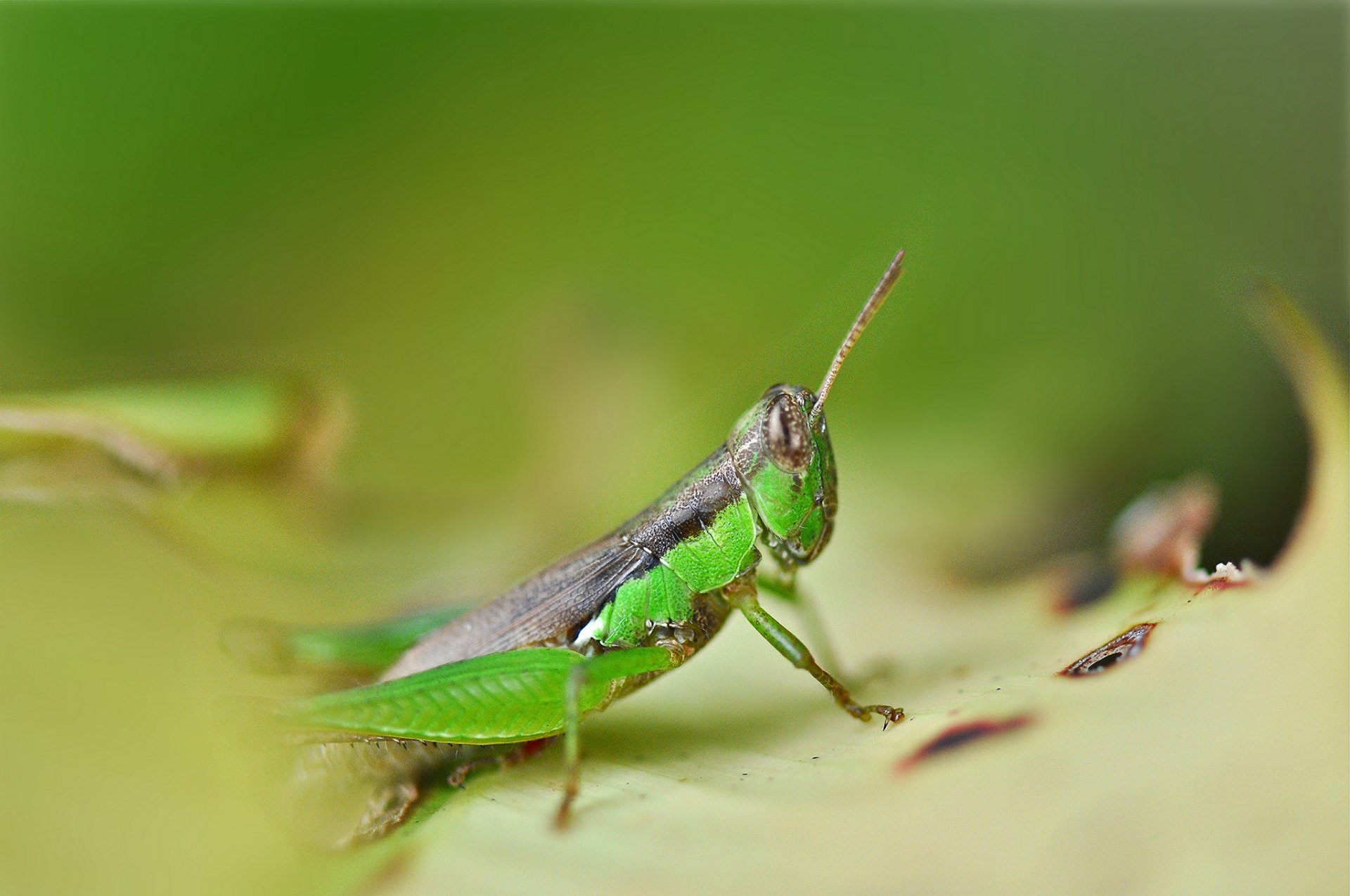 Animal Grasshopper HD Wallpaper