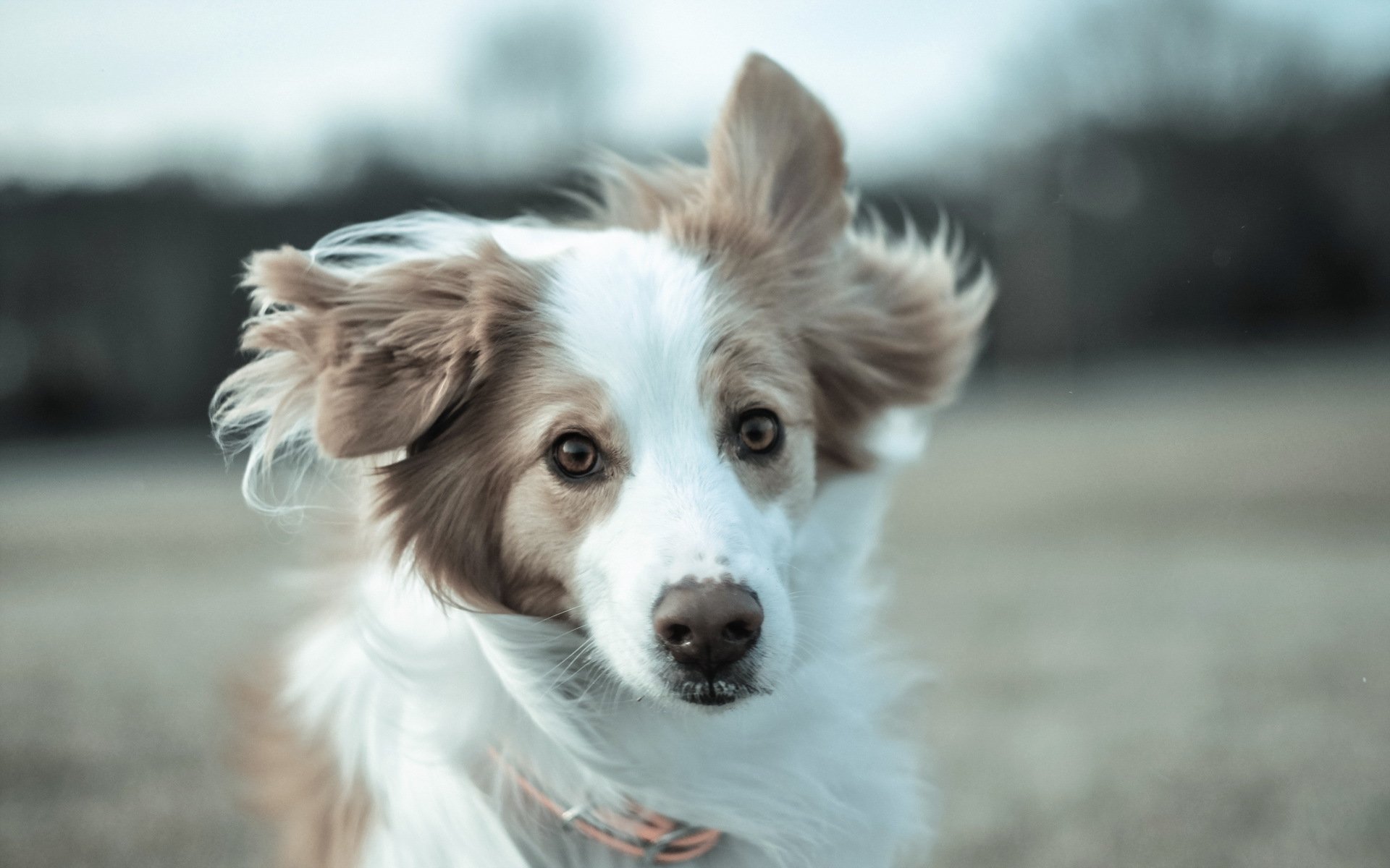 A close-up of a dog with fluffy fur and expressive eyes, set against a blurred outdoor background, serves as a vibrant HD PC desktop wallpaper and background.