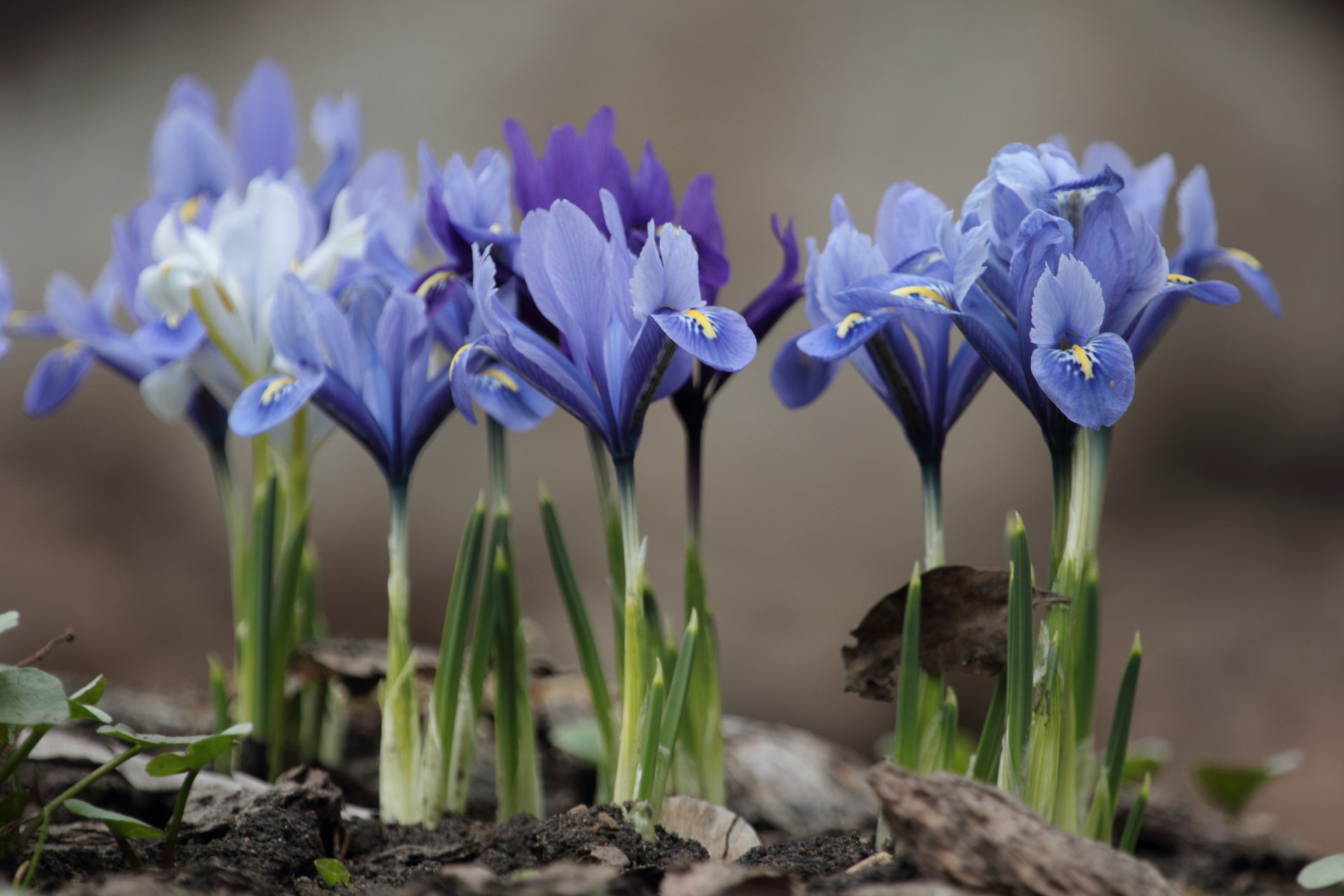 A vibrant grouping of purple flowers blooms in spring, showcasing the beauty of nature. This stunning 4K Ultra HD image serves as a captivating desktop wallpaper.
