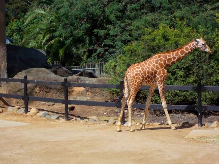 HD zoo desktop wallpaper featuring a mammal giraffe walking on a sandy enclosure with lush green foliage in the background.