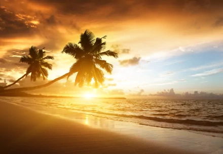 A serene beach scene featuring palm trees silhouetted against a stunning sunset over the horizon, with gentle ocean waves and warm golden hues reflecting on the sand.