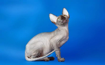 HD PC desktop wallpaper of a hairless Sphynx cat sitting and looking upward against a solid blue background.