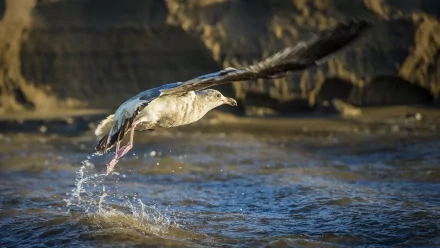 Animal seagull HD Desktop Wallpaper | Background Image