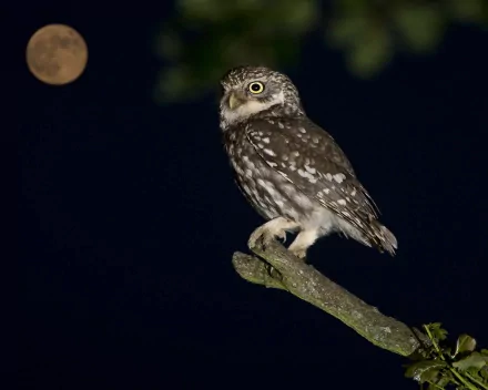 A close-up of an owl perched on a branch at night, illuminated by moonlight, creating a striking HD wallpaper and background for nature enthusiasts.