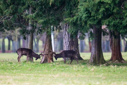 Two deer graze peacefully among tall green trees in this serene HD desktop wallpaper, showcasing the beauty of nature in a tranquil setting.