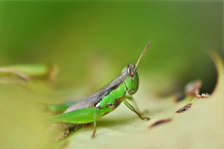 Close-up HD desktop wallpaper of a green grasshopper resting on a leaf, set against a softly blurred green background.