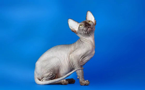 HD PC desktop wallpaper of a hairless Sphynx cat sitting and looking upward against a solid blue background.