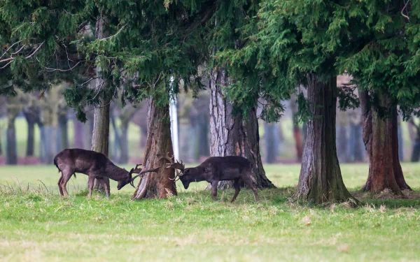 Two deer graze peacefully among tall green trees in this serene HD desktop wallpaper, showcasing the beauty of nature in a tranquil setting.
