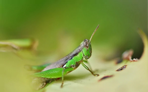 Animal grasshopper HD Desktop Wallpaper | Background Image