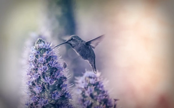 A hummingbird hovers near vibrant purple flowers, captured in a stunning HD desktop wallpaper that showcases the beauty of wildlife and nature.