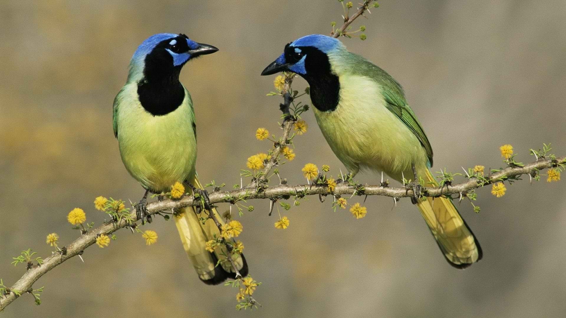 Bird Full HD Wallpaper and Background Image | 1920x1080 | ID:403212