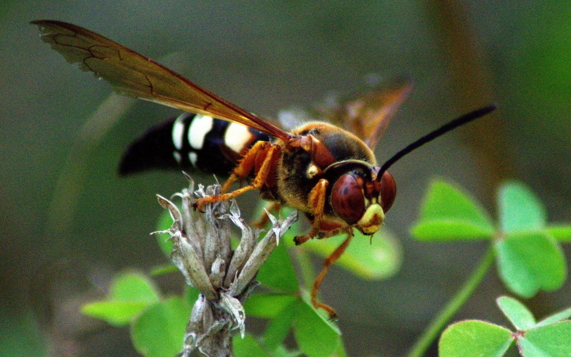 Download Animal Wasp HD Wallpaper