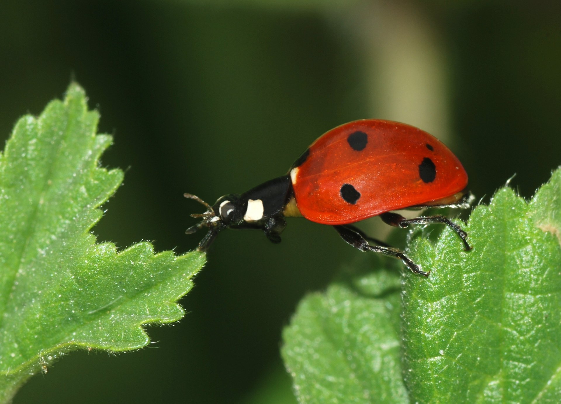 Download Animal Ladybug HD Wallpaper