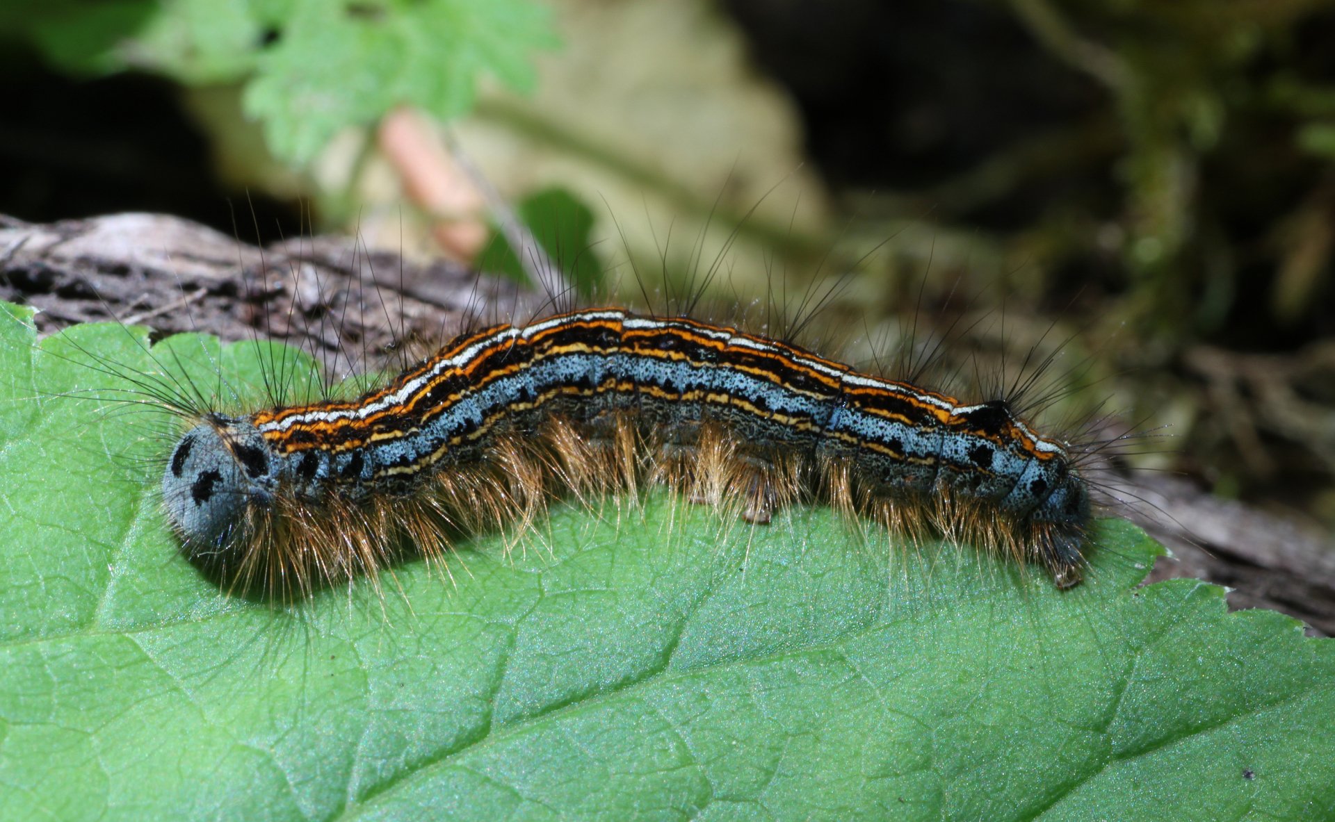 Download Animal Caterpillar HD Wallpaper