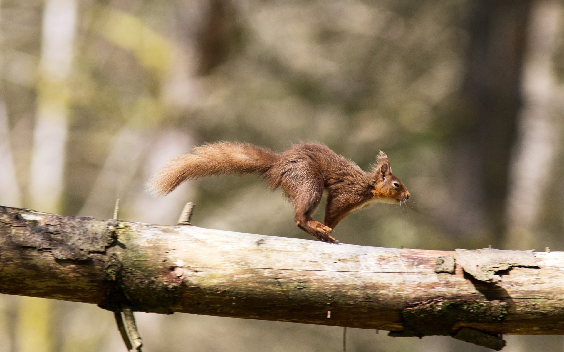 Download Animal Squirrel HD Wallpaper