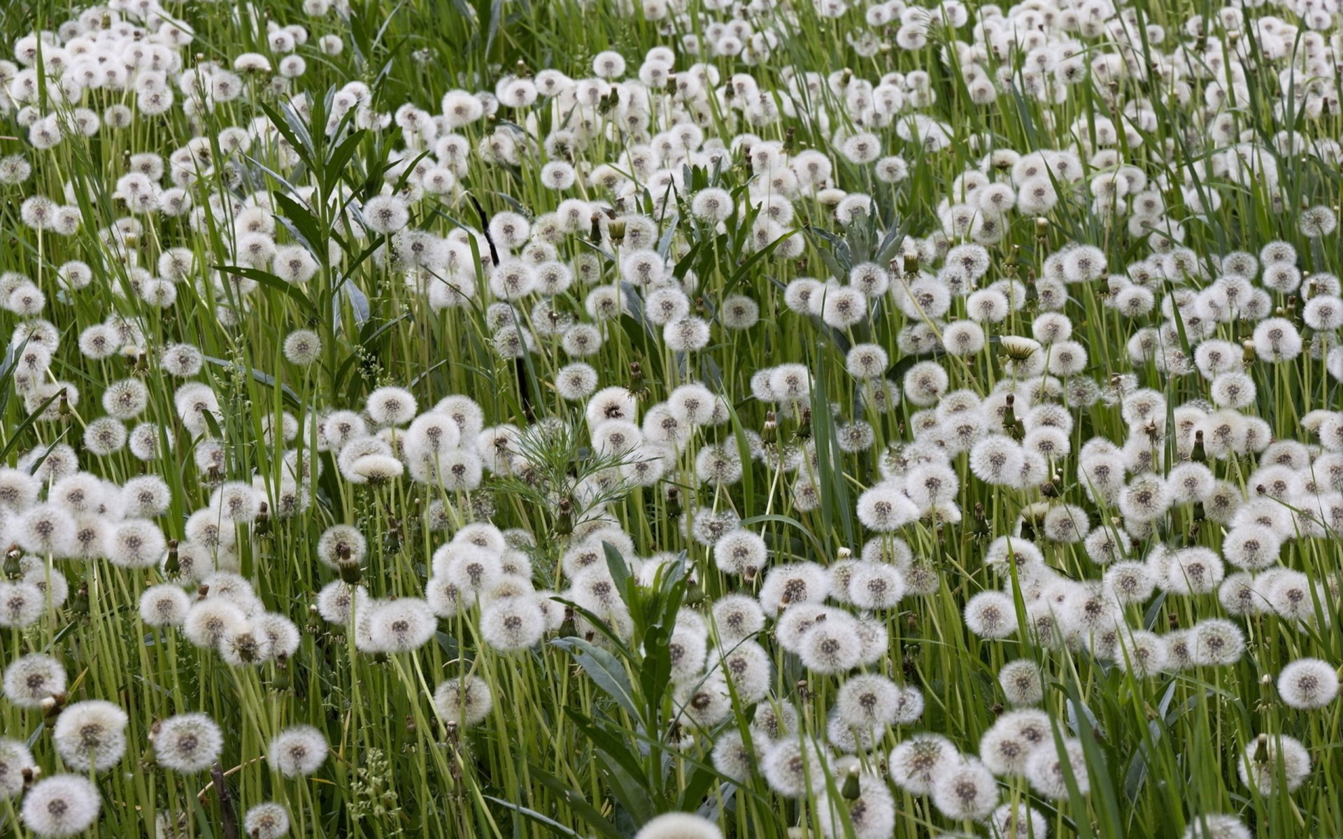 HD PC desktop wallpaper featuring a lush field of white dandelion seed heads against green grass, showcasing a serene and natural outdoor scene.