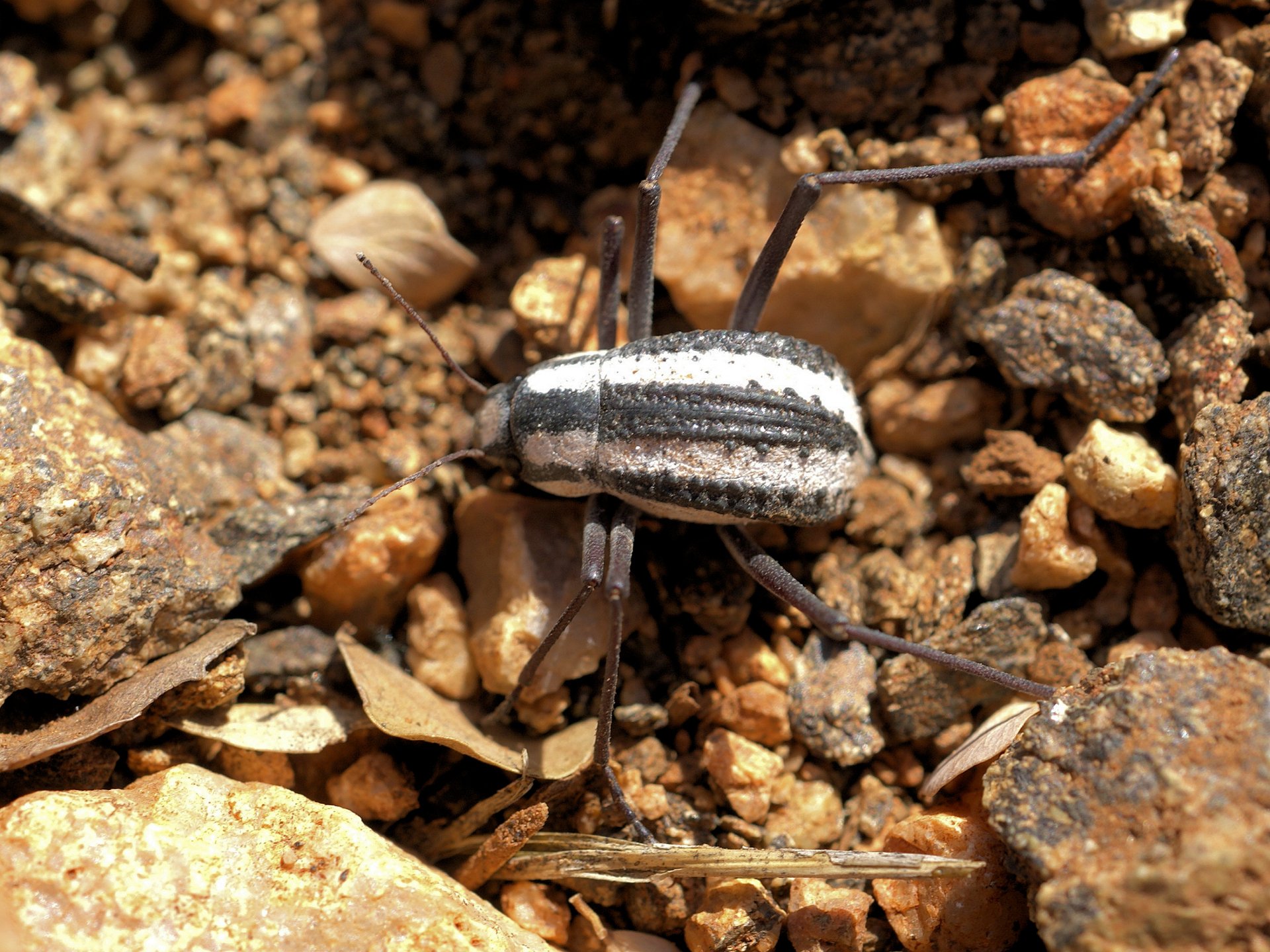 Namib Desert Beetle