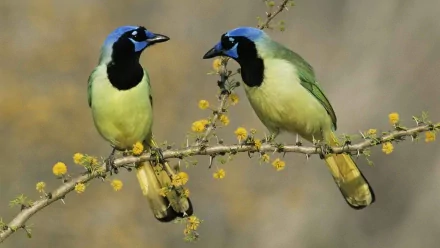 HD PC desktop wallpaper featuring two colorful birds perched on a branch with small yellow flowers, showcasing vibrant green, blue, and black plumage against a soft background.