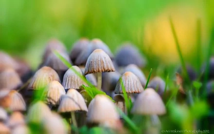 macro nature mushroom HD Desktop Wallpaper | Background Image