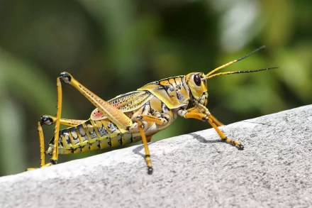 Animal grasshopper HD Desktop Wallpaper | Background Image