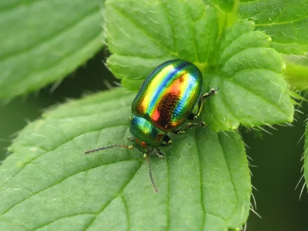 HD macro image of a vibrant, iridescent insect resting on green leaves, showcasing detailed textures in a nature-themed desktop wallpaper.