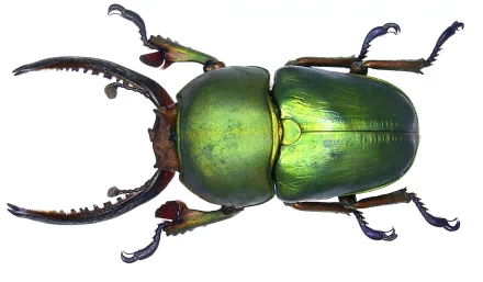  Lamprima adolphinae green stag beetle