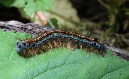  Lackey Moth Caterpillar