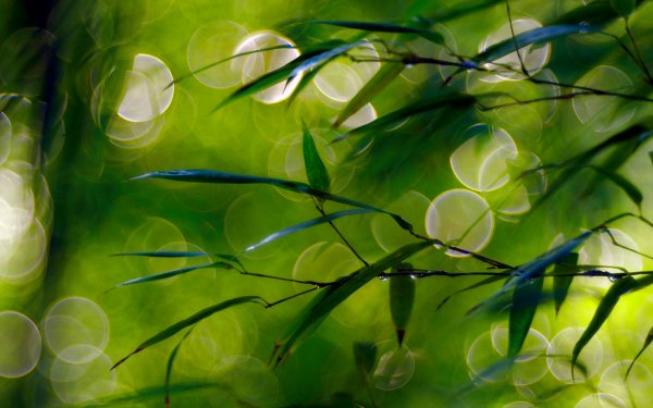 Earth Leaf Nature Green Dew Spring Bokeh Dew Drop HD Wallpaper | Background Image