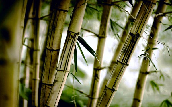 Earth Bamboo Nature HD Wallpaper | Background Image