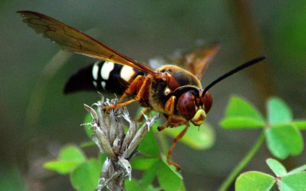 Animal wasp HD Desktop Wallpaper | Background Image