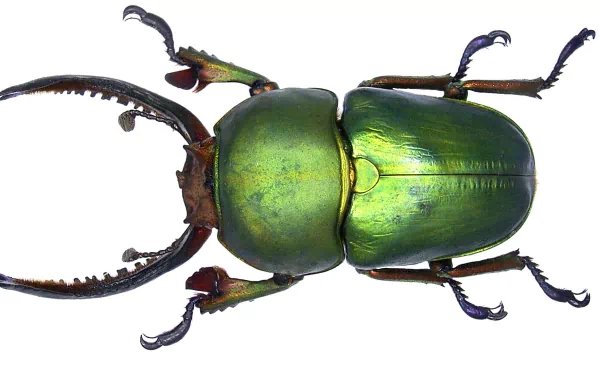  Lamprima adolphinae green stag beetle