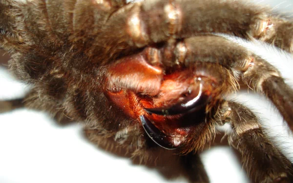  Brazilian Salmon Pink Bird-eating Tarantula