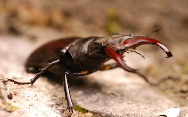 Animal stag beetle HD Desktop Wallpaper | Background Image