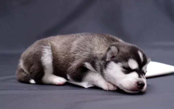 A sleeping puppy rests peacefully on a flat surface, showcasing its soft fur and adorable features. This HD image makes a charming desktop wallpaper and background.