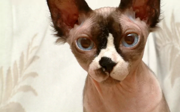 Animal sphynx cat HD Desktop Wallpaper | Background Image