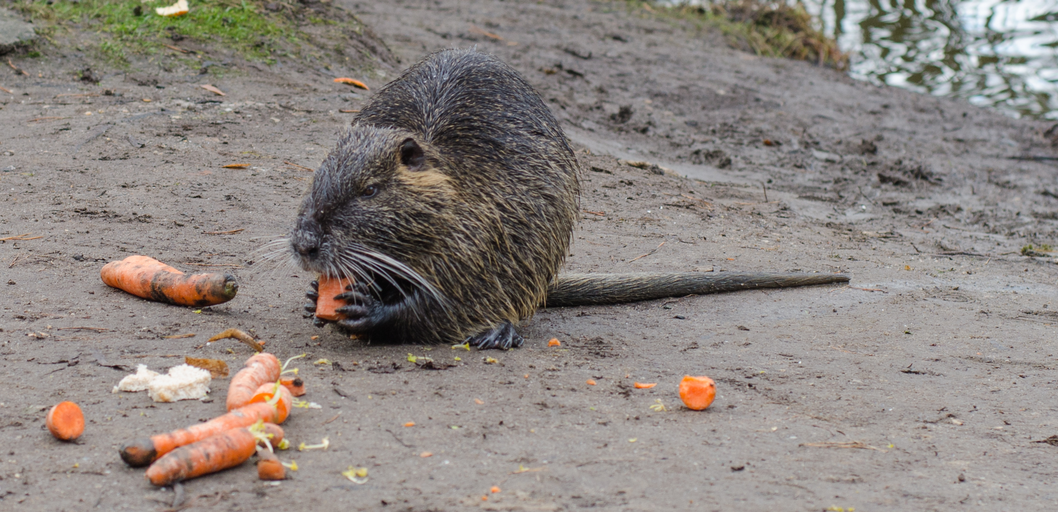 2 Nutria HD Wallpapers | Backgrounds - Wallpaper Abyss