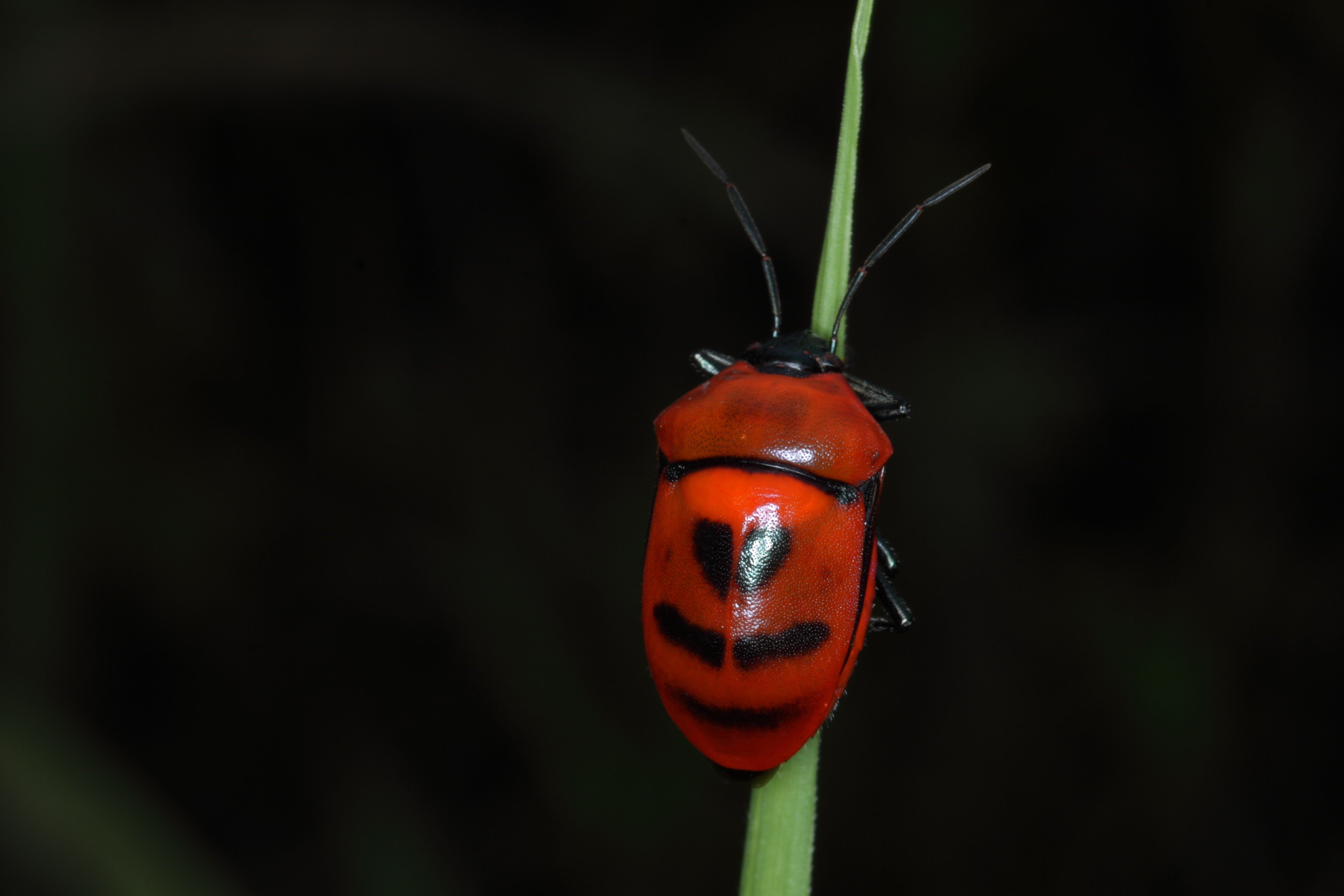 Iron cross blister beetle