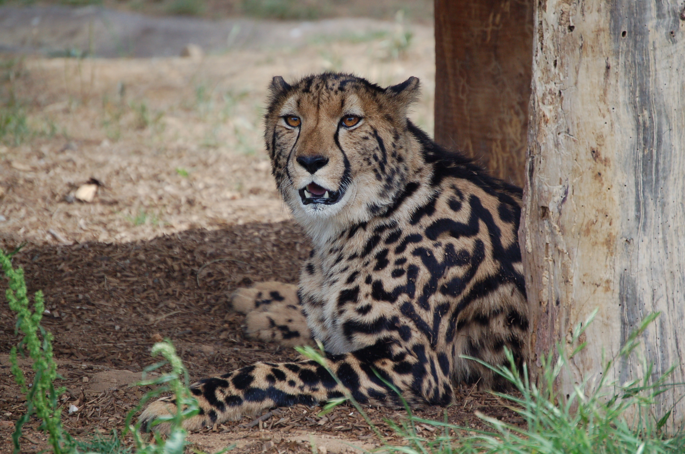 Cheetahs | The Lion King Wiki | Fandom