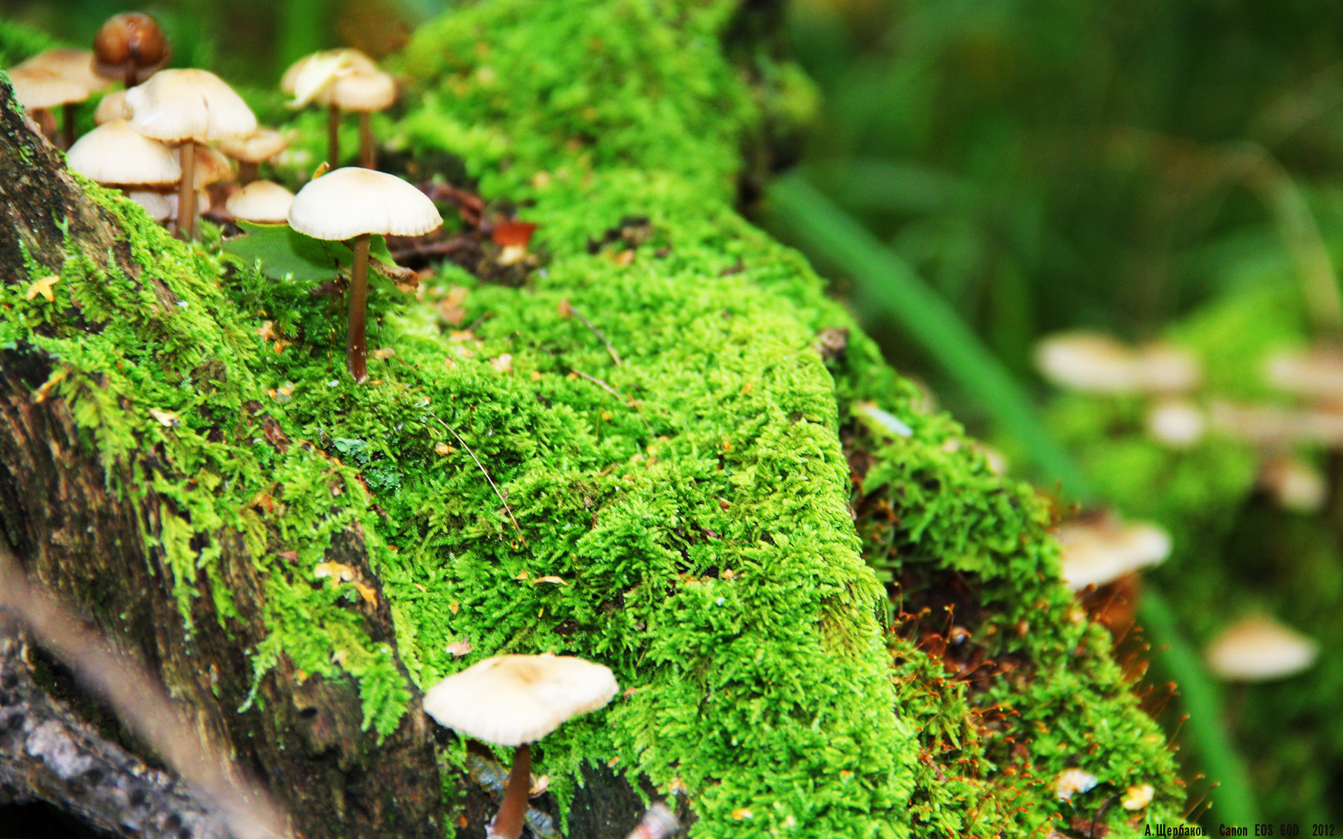 Pilz HD Wallpaper Hintergrund 1920x1200