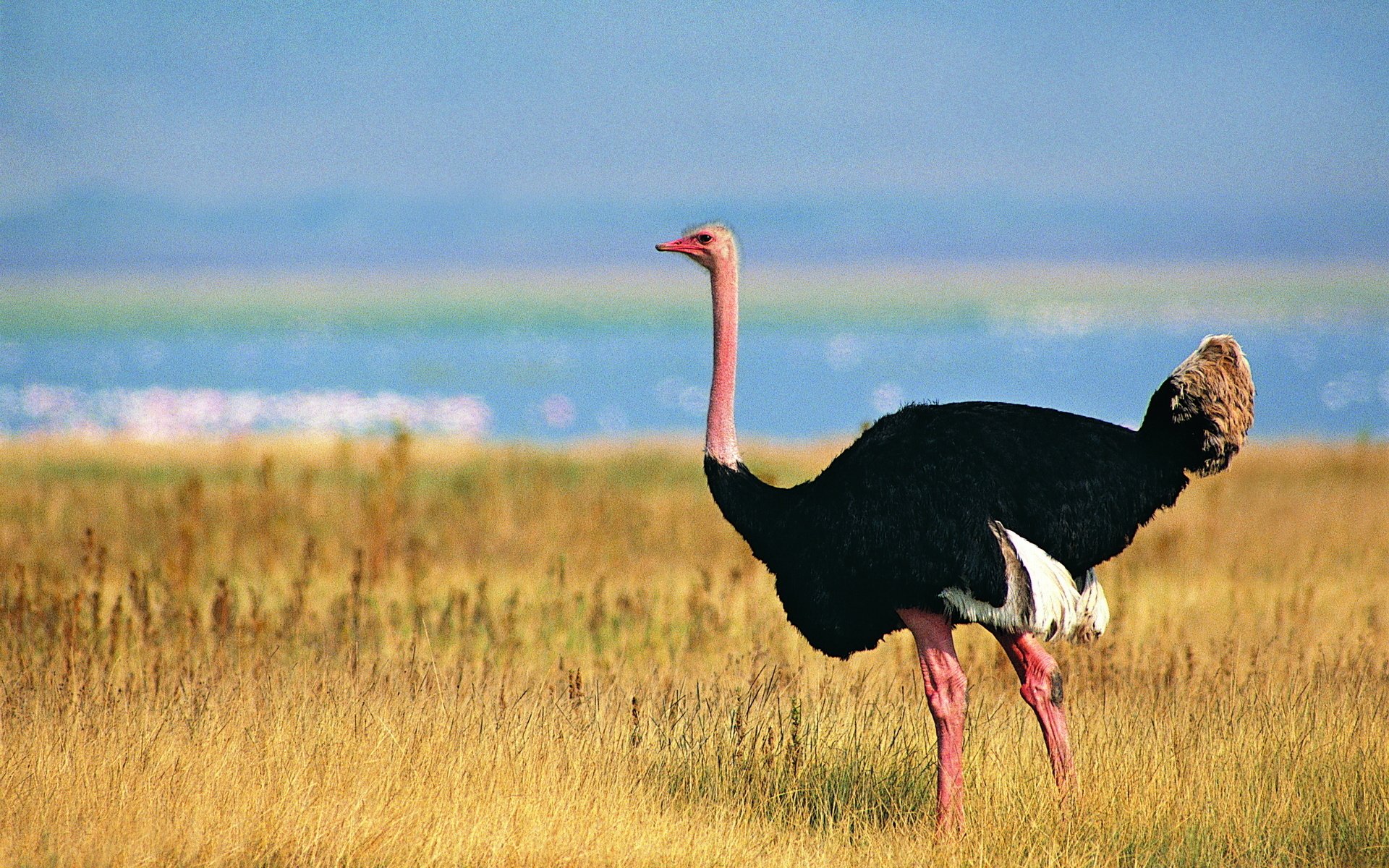 20+ Ostrich HD Wallpapers and Backgrounds