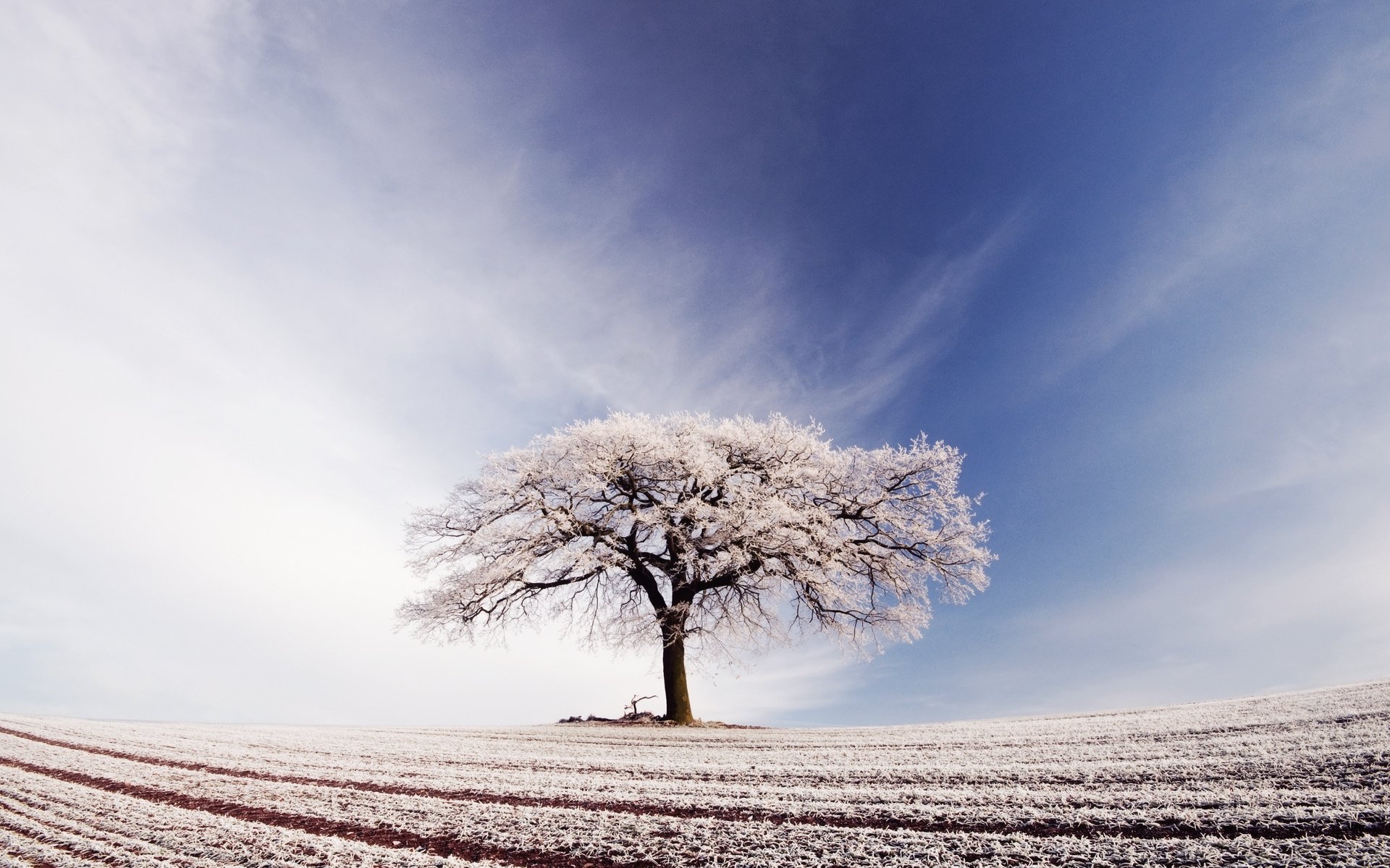 HD nature-themed PC desktop wallpaper featuring a solitary tree with delicate white blossoms under a vast, softly clouded sky.