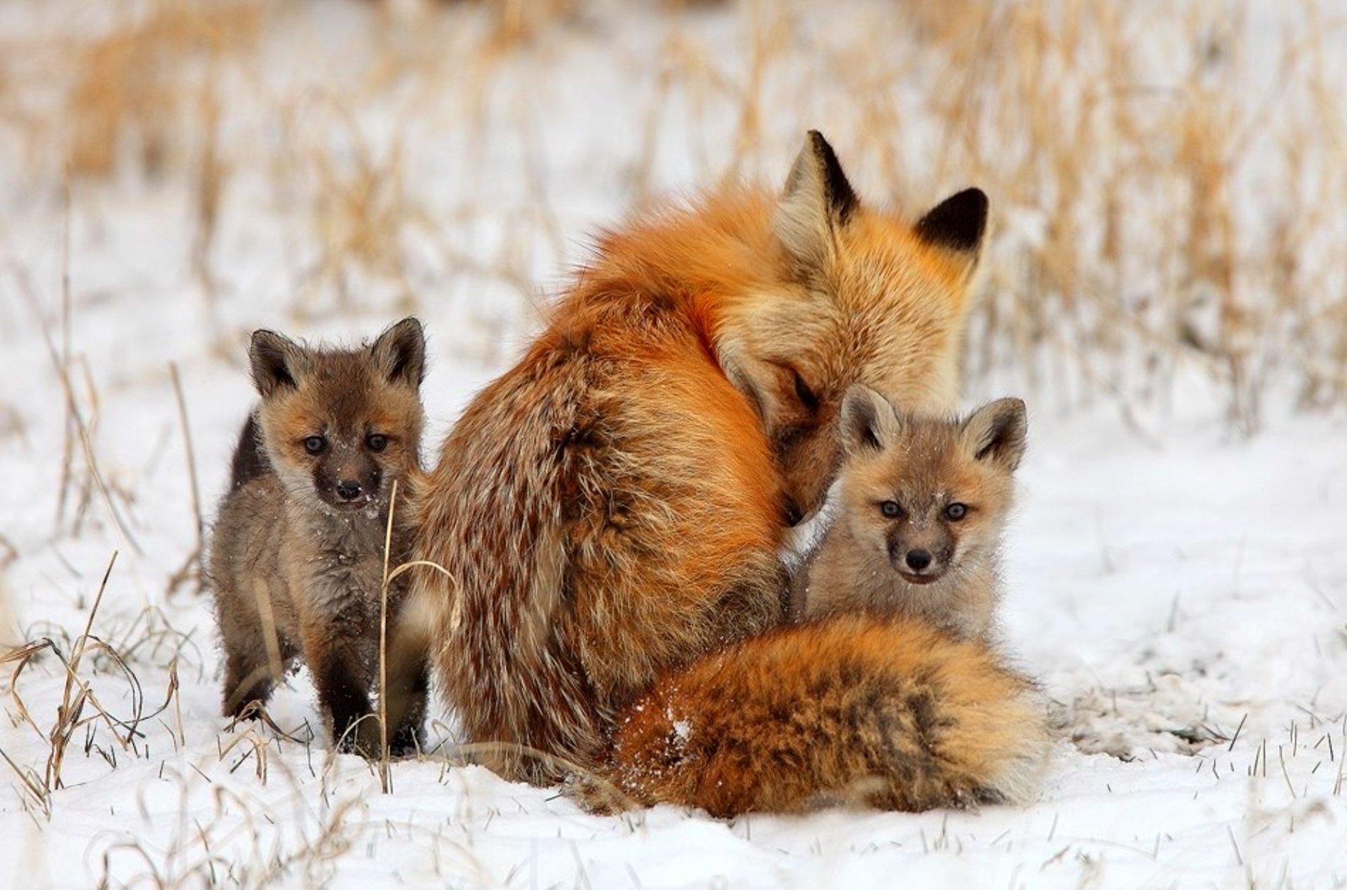 A high-definition wallpaper featuring an adult fox and two cubs sitting in a snowy field, with dry grass in the background.