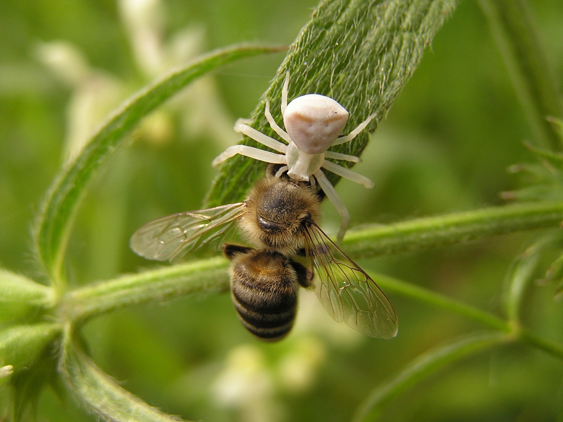 Download Animal Spider HD Wallpaper by Andrew Butko | 2560x1920 ...