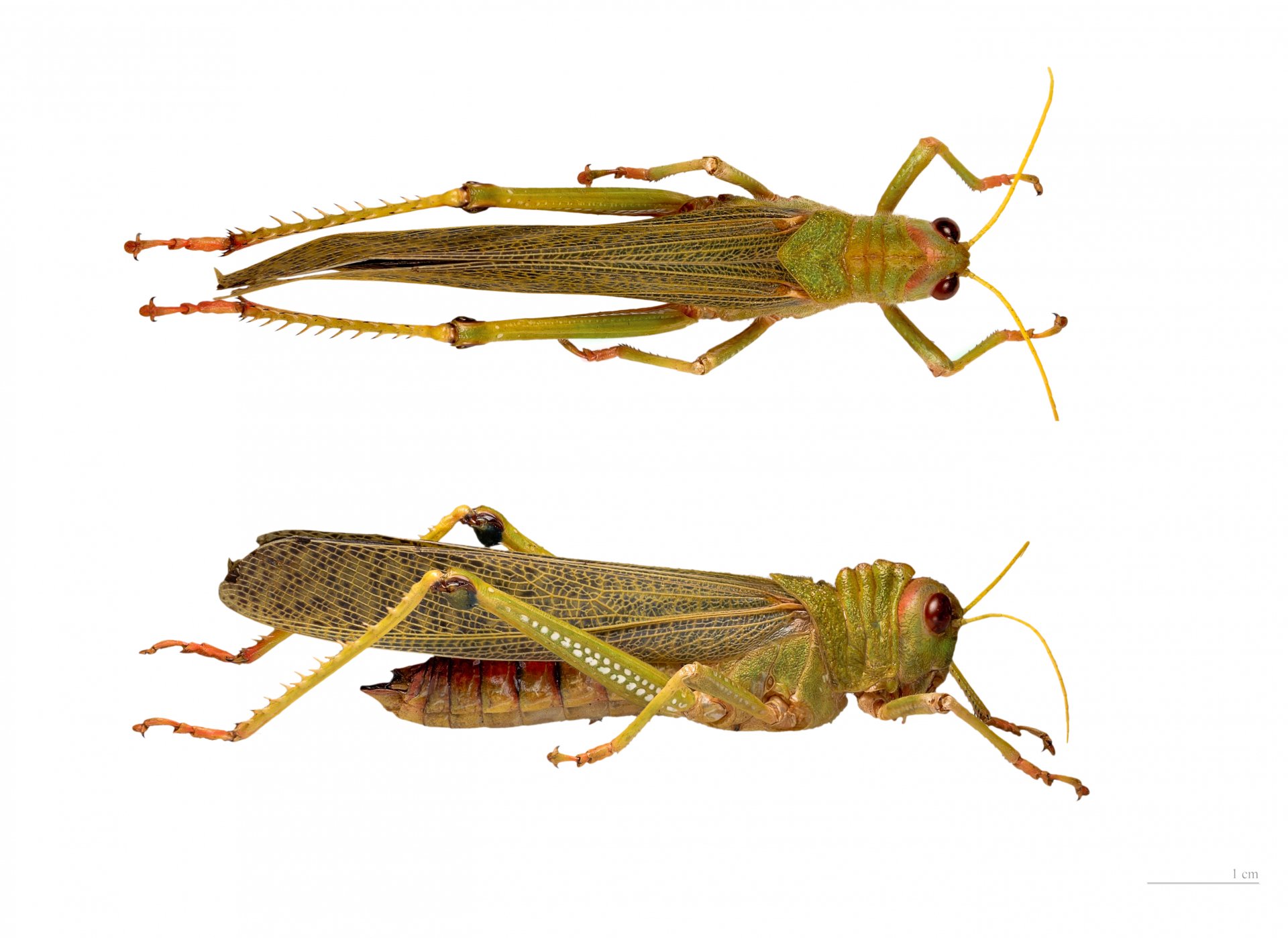 Download Animal Insect 4k Ultra HD Wallpaper | 5529x4025 | Wallpaper Abyss