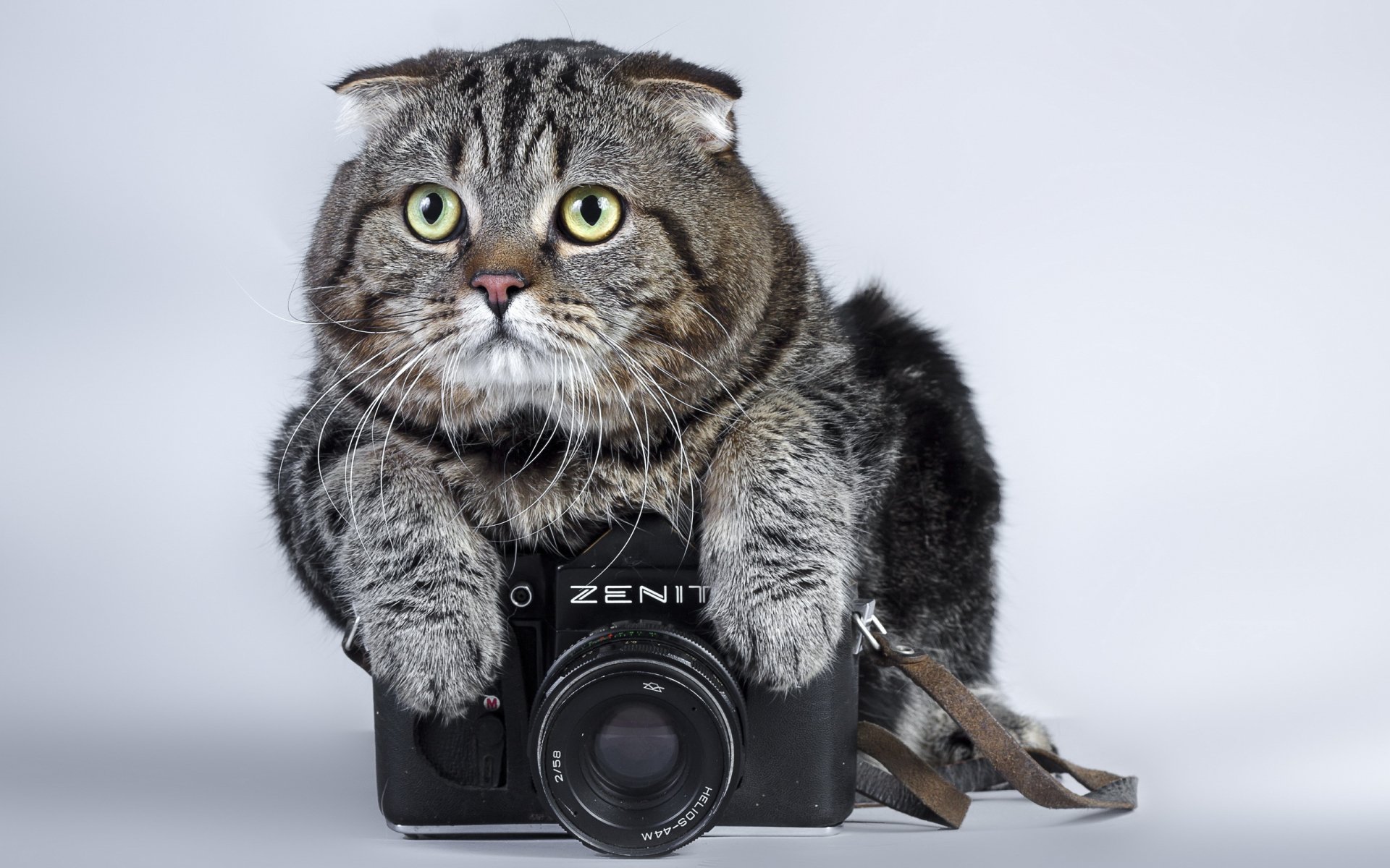 HD PC desktop wallpaper featuring a curious tabby cat resting its paws on a vintage camera against a light gray background.