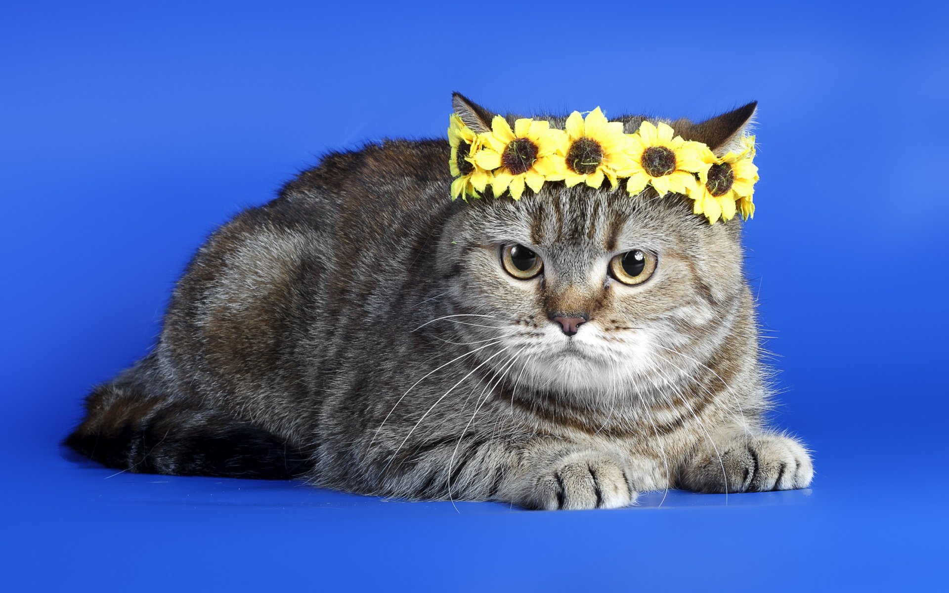 A charming gray cat with a sunflower crown poses against a vibrant blue background, making this HD desktop wallpaper a delightful choice for animal lovers.